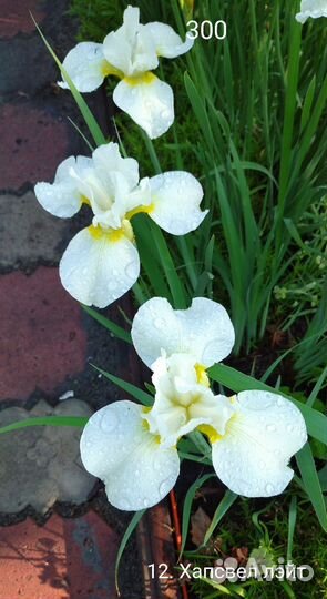 Ирис сибирский