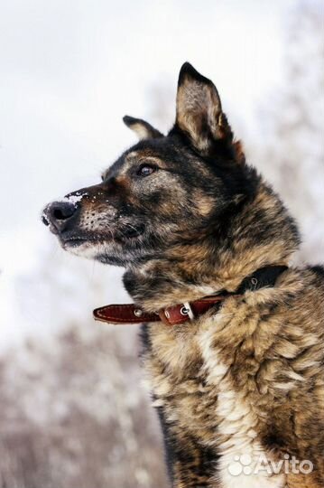 Старый Блюз всё ждет хозяина