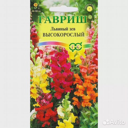 Львиный зев Высокорослый