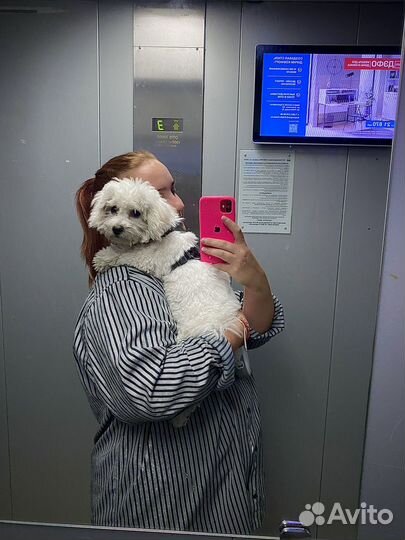 Передержка собак и не только