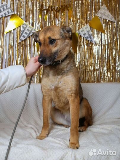 Лакки предали и сдали в приют