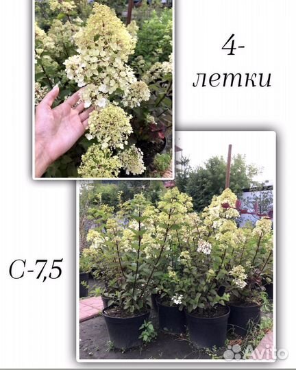 Гортензия метельчатая, барбарисы, спирея в ассорт