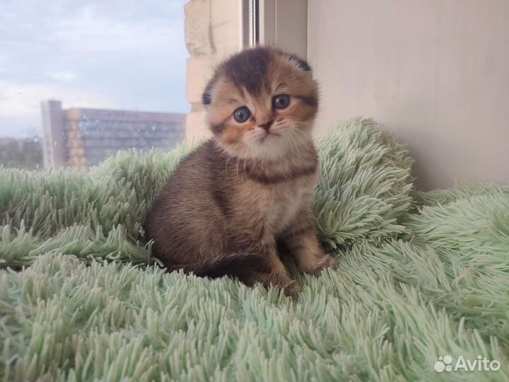 Шотландская вислоухая