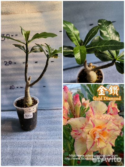 Адениум, прививки