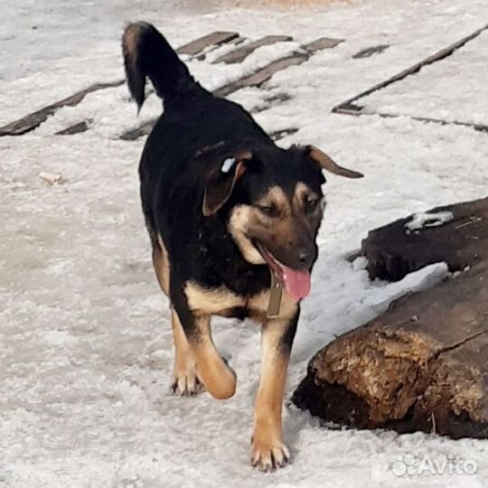 Собачка ищет дом