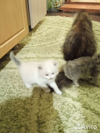 Кошка в дар