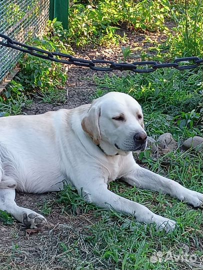 Кобель лабрадора вязка