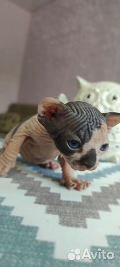 Котята сфинкс