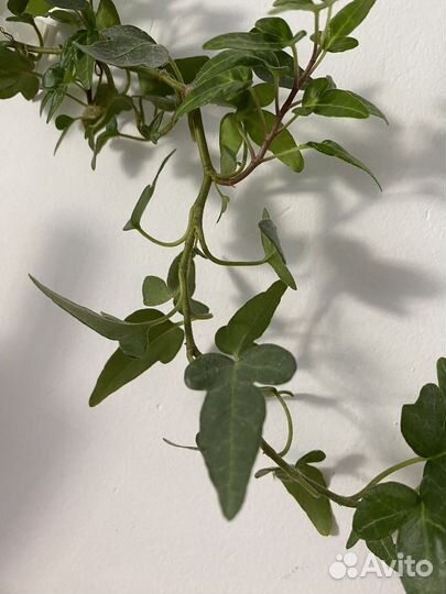 Хедера шамрок