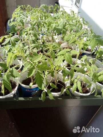 Рассада помидор,сладких и горьких перцев