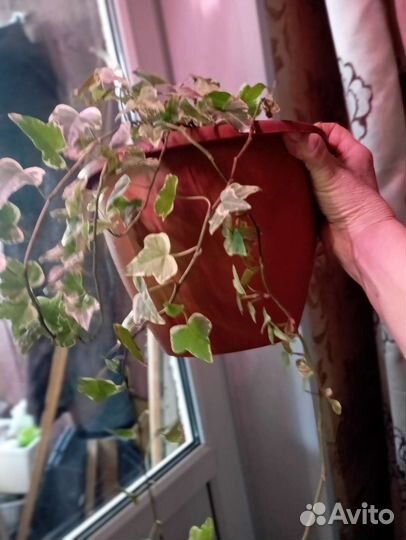 Вьющиеся цветы филодендрон плющ сингонии