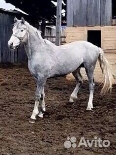 Орловский рысак