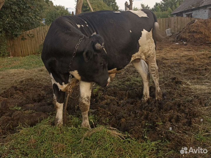 Бык и телка