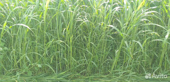 Суданская трава