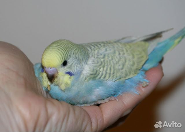 Волнистые малыши домашнего разведения