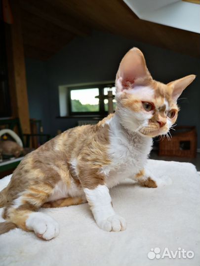 Девочки девон рекс