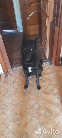 Собака в добрые руки отдам бесплатно