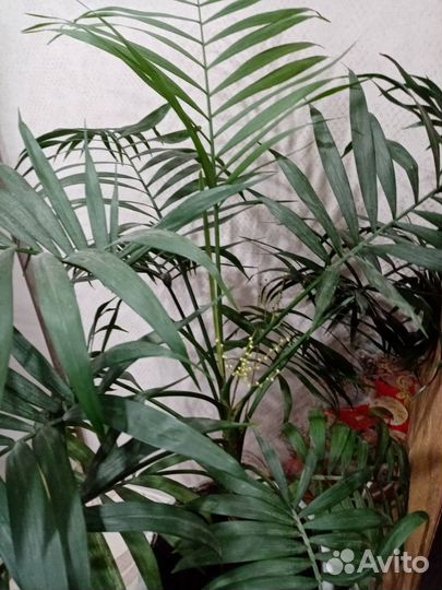 Пальма хамедорея