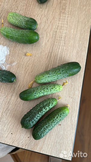 Огурцы домашние без химии