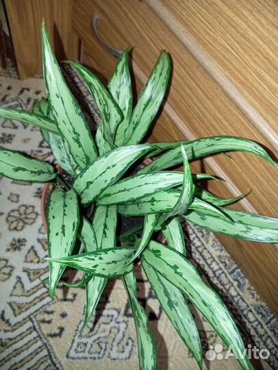 Хлорофитум, маранта, циссус, аглаонема, фикусы