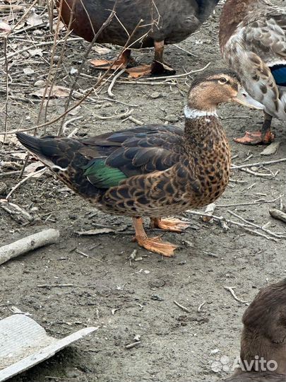 Утки муларды