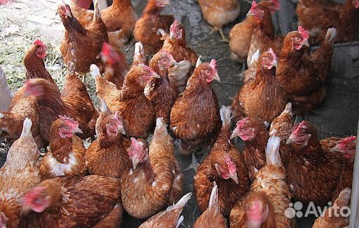Куры несушки