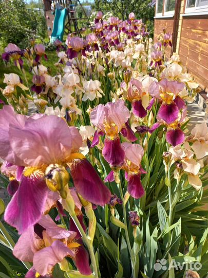 Ирисы бородатые сортовые