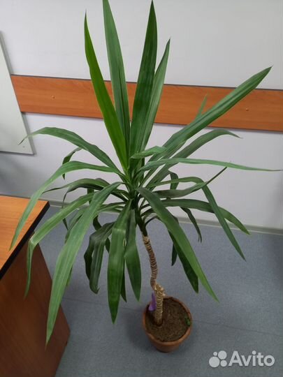 Пальма драцена