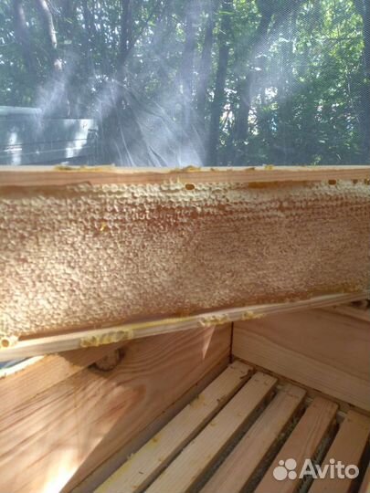 Мед сотовый гречишный,цена за кг