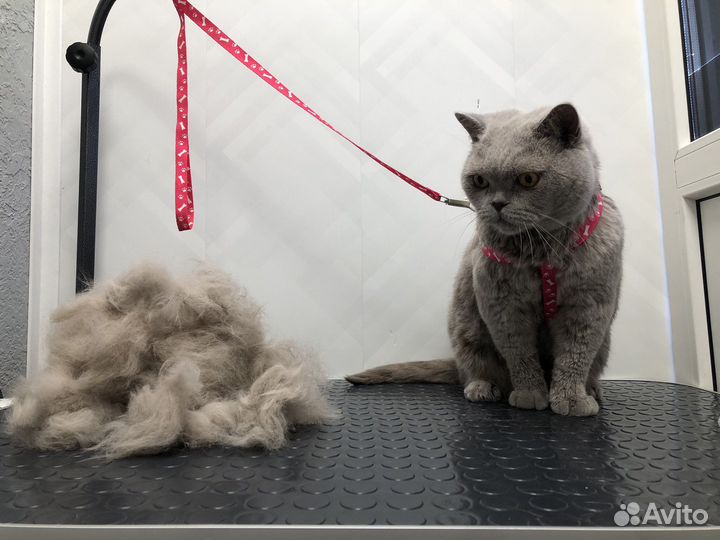 Грумер груминг стрижка собак и кошек