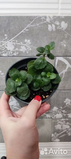 Каланхоэ каландива красный