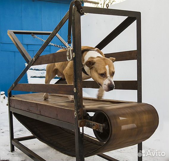 Дрессировка и обучение собак кинолог