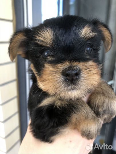 Йоркширский терьер мини щенки