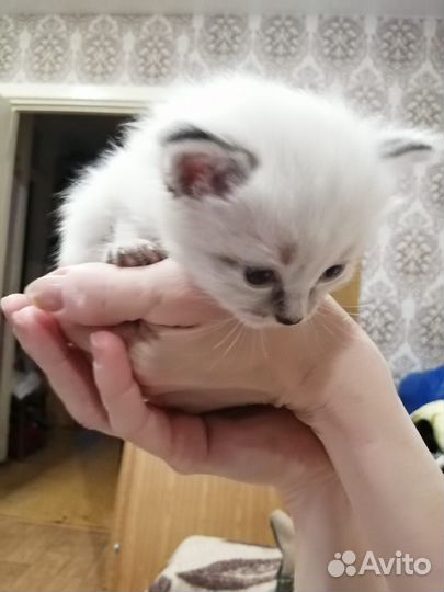 Невская маскарадная