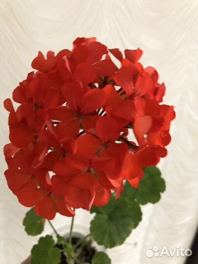 Пеларгония герань красная