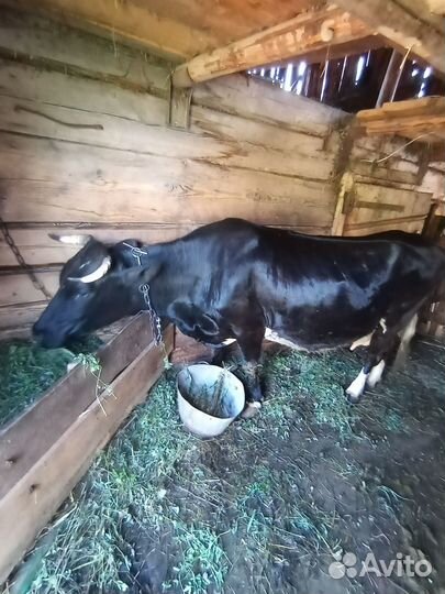 Продается корова