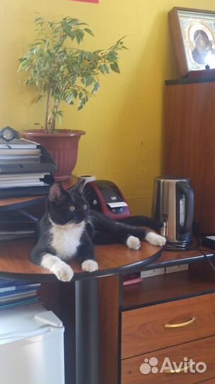 Котик ищет дом