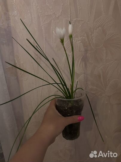 Комнатные Цветы Зефирантес