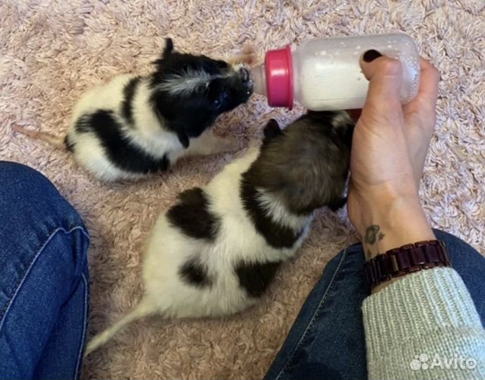 Выкорм новорожденных животных