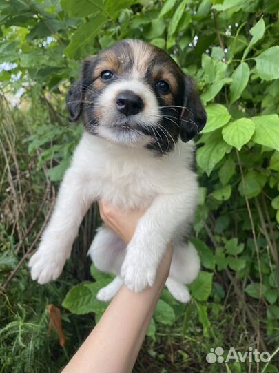 Щеночки в добрые руки