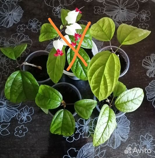 Клеродендрум Томпсон