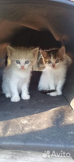 Котята ищут дом