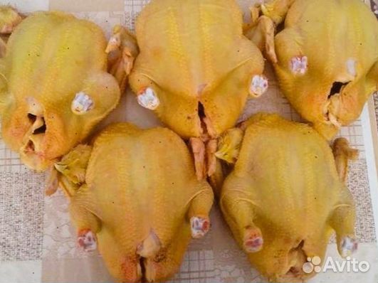 Куры халяль с доставкой оптом 10шт