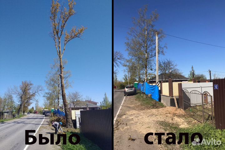 Спил деревье
