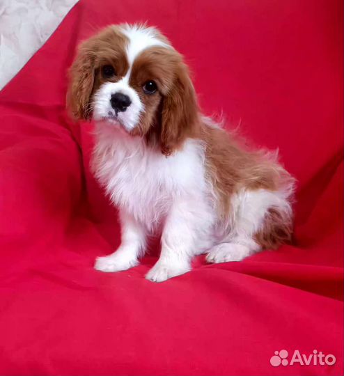 Кавалер Кинг Чарльз спаниель мальчик