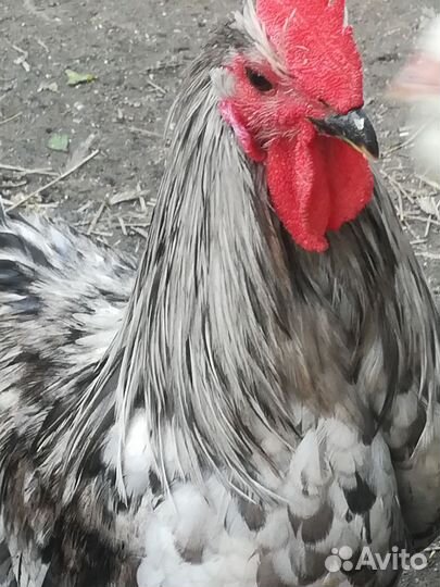 Семья сильверруд