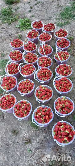 Клубника ремонтантная,сорт Елизавета