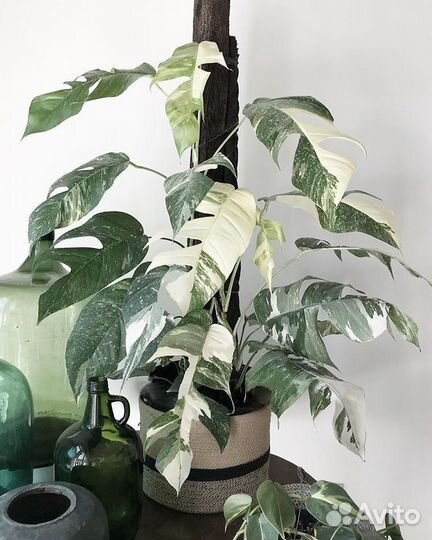 Эпипремнум пиннатум вайт