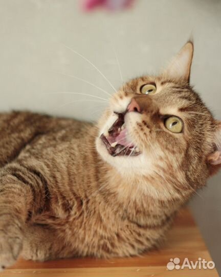 Красавец Мартин в поисках дома