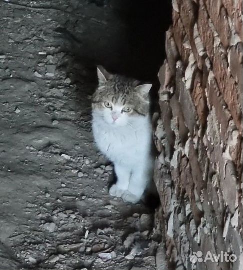 Котик в добрые руки